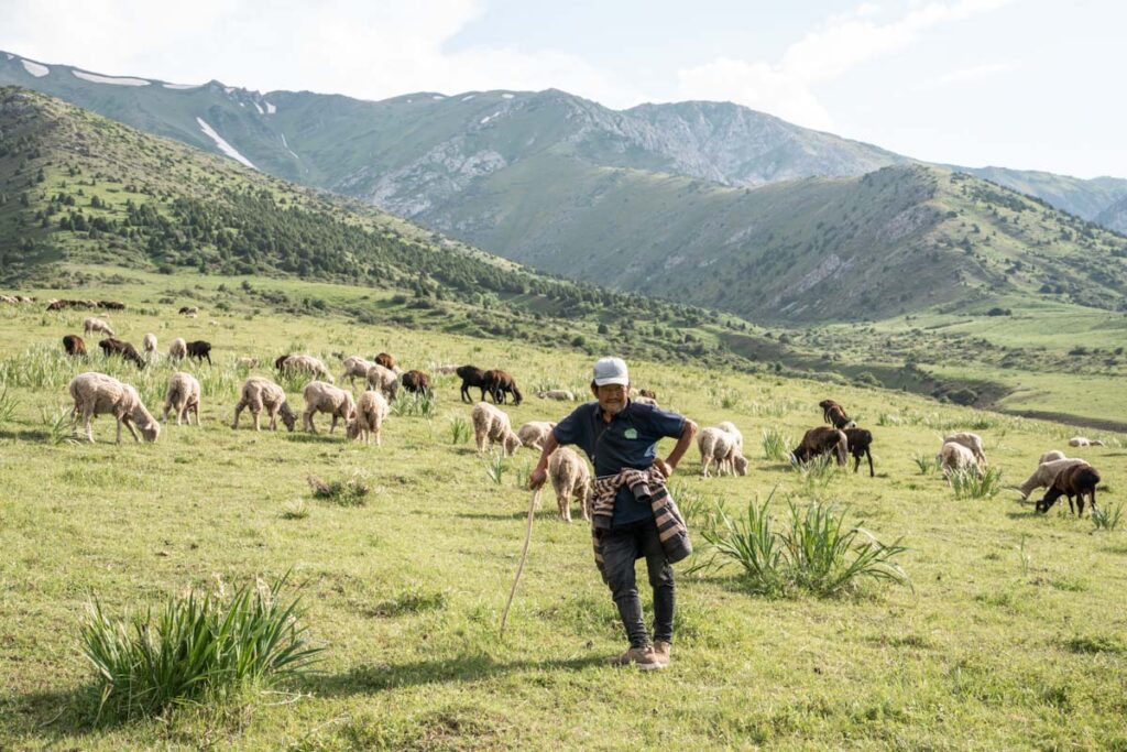 Shepherd in Kazakhstan