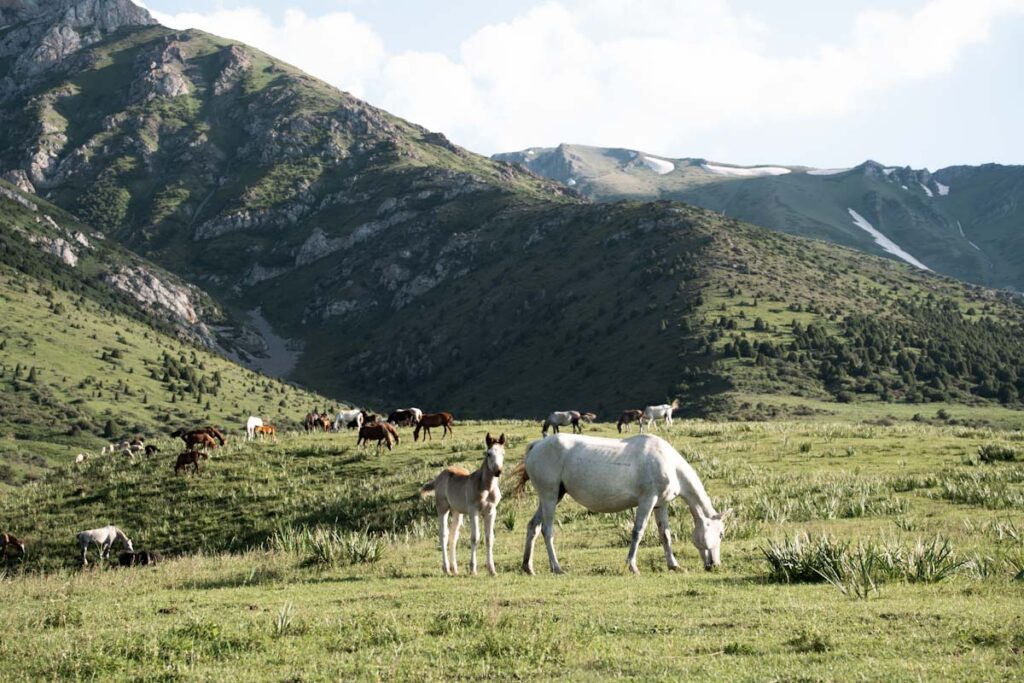 Horse farm in Aksu Zhabagly in Kazakhstan