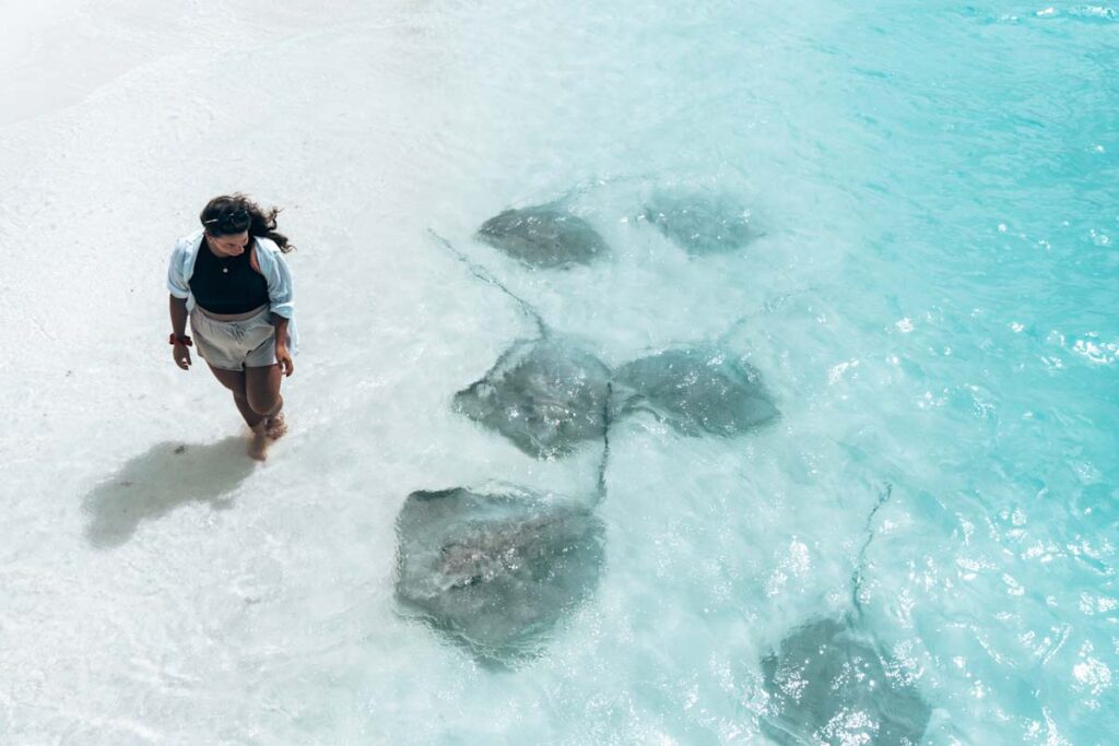 Fulidhoo sting rays Maldives budget travel