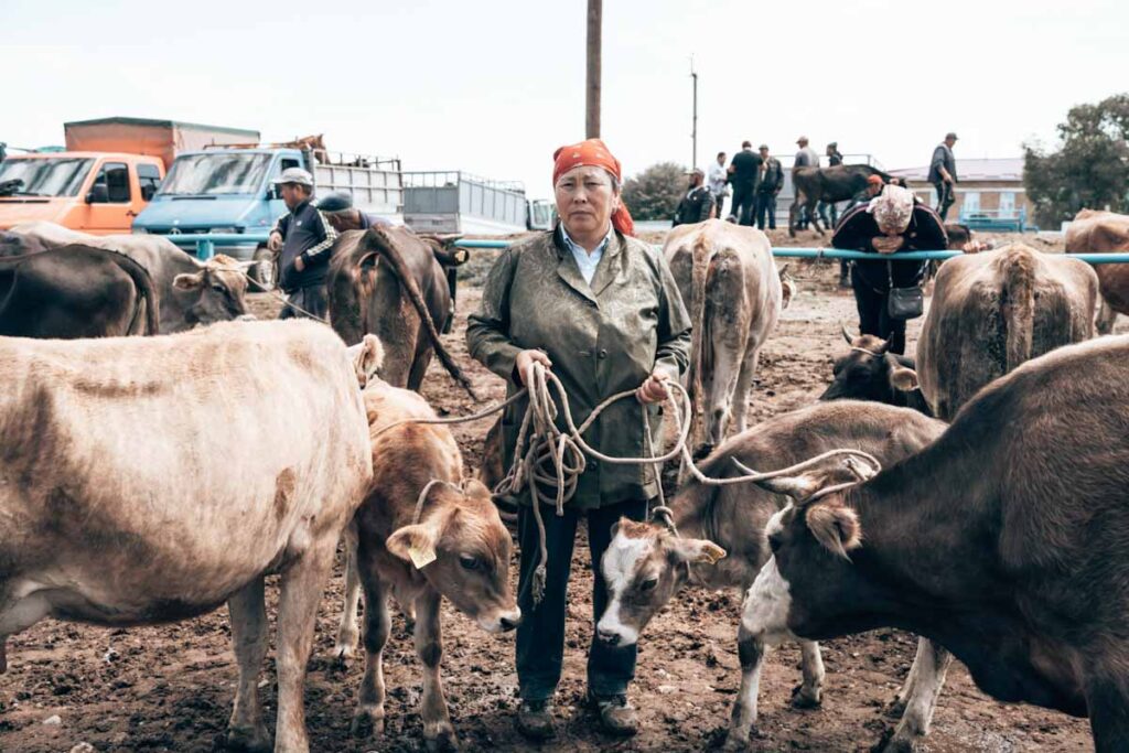 Animal Market Osh Kyrgyzstan